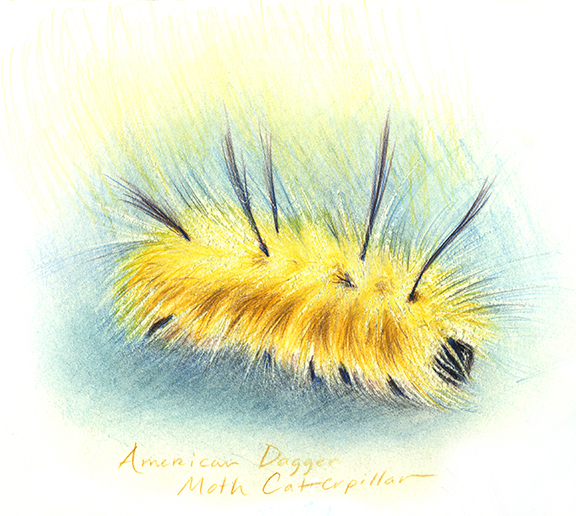 Scientific Illustration of an American Dagger Moth Caterpillar